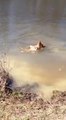 German Shepherd swimming on river