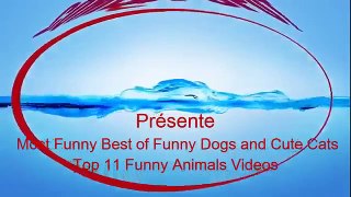 BEST FUNNY ANIMALS COMPILATION 2013 2014