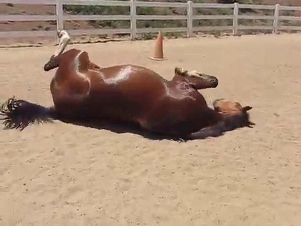 Horse Passing Gas