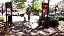 Italian MASTIFF Tate OFF LEASH HEELING at Cincinnati Dog Trainers Off Leash K9