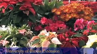 Azaleas - A Popular Holiday Plant