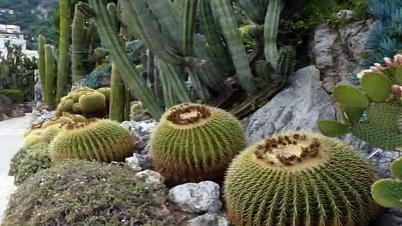 jardin exotique de monaco "cactus" 2/2