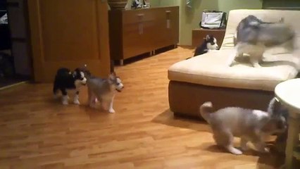 Husky Playing With Puppies