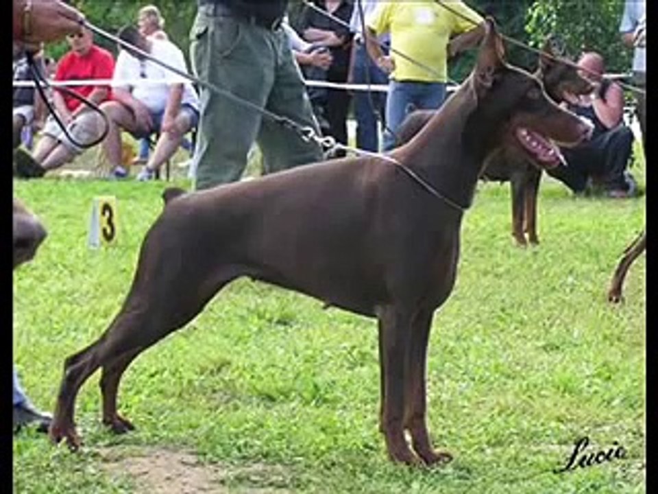 Dobermann di campovalano