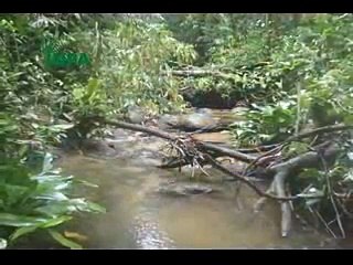 Biologia de Ephemeroptera - Insetos Aquáticos vol.2