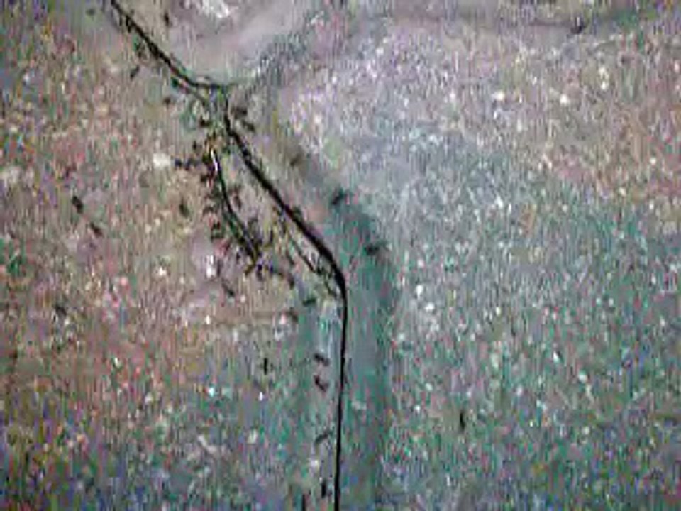 張敬軒 -- 酷愛MV (昆蟲版)