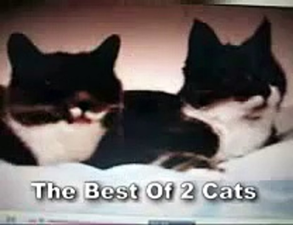 THE BEST OF the two talking cats