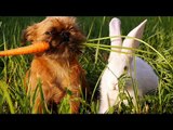 Ασυνήθιστες φιλίες ζώων - Unusual animal friendships