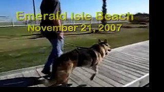 Three Legged Dog Jerry Digs the North Carolina Beach