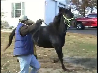 Super Fast Speed Racking Standardbred Mare Tootsie Nell