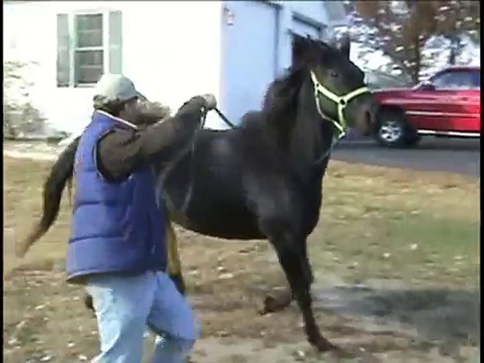 Super Fast Speed Racking Standardbred Mare Toot...