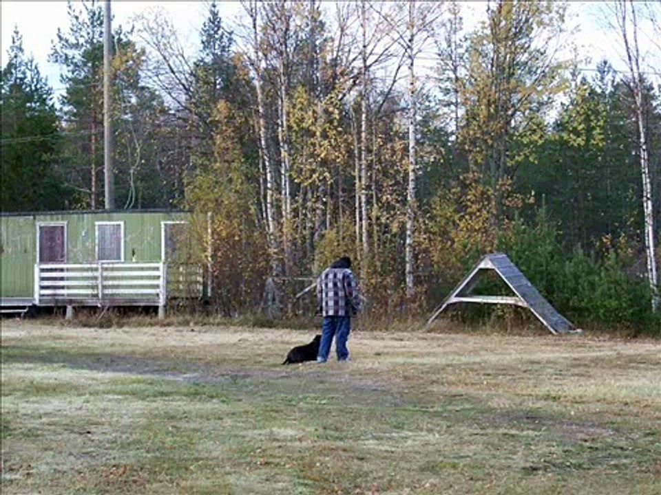 Milo "The Amstaff" 19 months old training Weight Pull