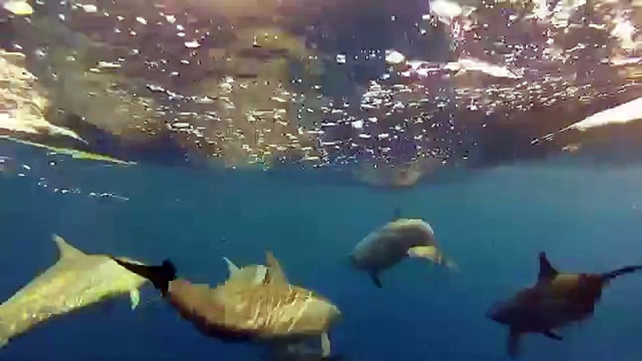 Dolphins on the Great Barrier Reef
