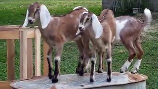 Goat kids playing King of the Mountain