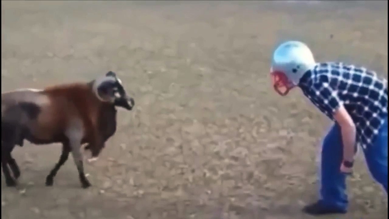 Funny Animals Attack Ultimate Compilation 2015