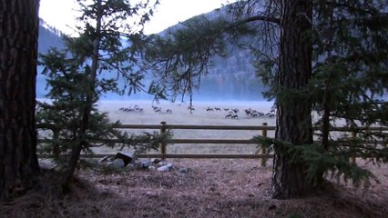 Rocky Mountain Big Horn Sheep