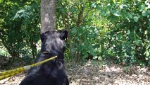Rottweiler - Ainda filhote 1 ano e 3 mêses (Capinzal - SC)