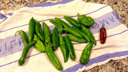 Backyard Garden | Anaheim Pepper Harvest 8-3-2015