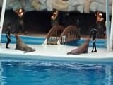 Leopard Seals amazing show in Kish Dolphinarium 1