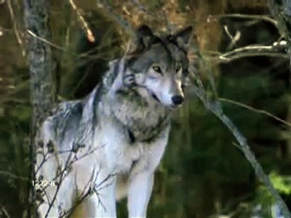 Wolves//Who knew?