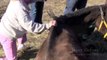 The horse named Tiger recovers and meets a mare named Misty