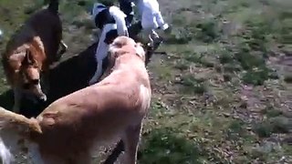 Zoey dog park day 2 boxer vs husky/beagle, golden retriever