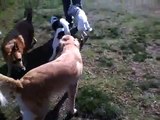 Zoey dog park day 2 boxer vs husky/beagle, golden retriever