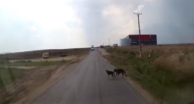 Une chienne évite le pire pour son petit