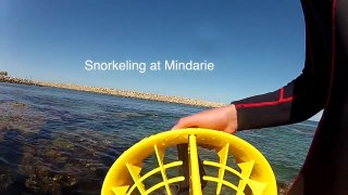 Snorkeling in Mindarie