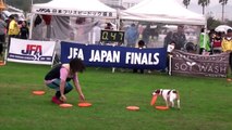 Frisbee Dog 2011・2012　Jack Russell Terrier　☆ capi ☆