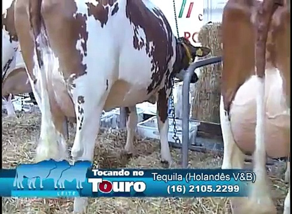 TOCANDO NO TOURO - TEQUILA (HO V&B) Junho 2012