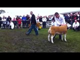 Great Yorkshire Show 2012 Texel championship judging
