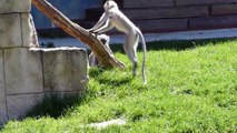 Zoo Hannover - Spielende Tierkinder und gute Laune