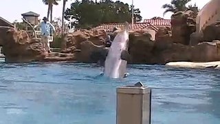 SeaWorld Dolphin Show