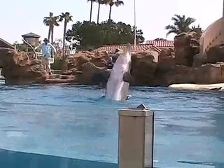 SeaWorld Dolphin Show