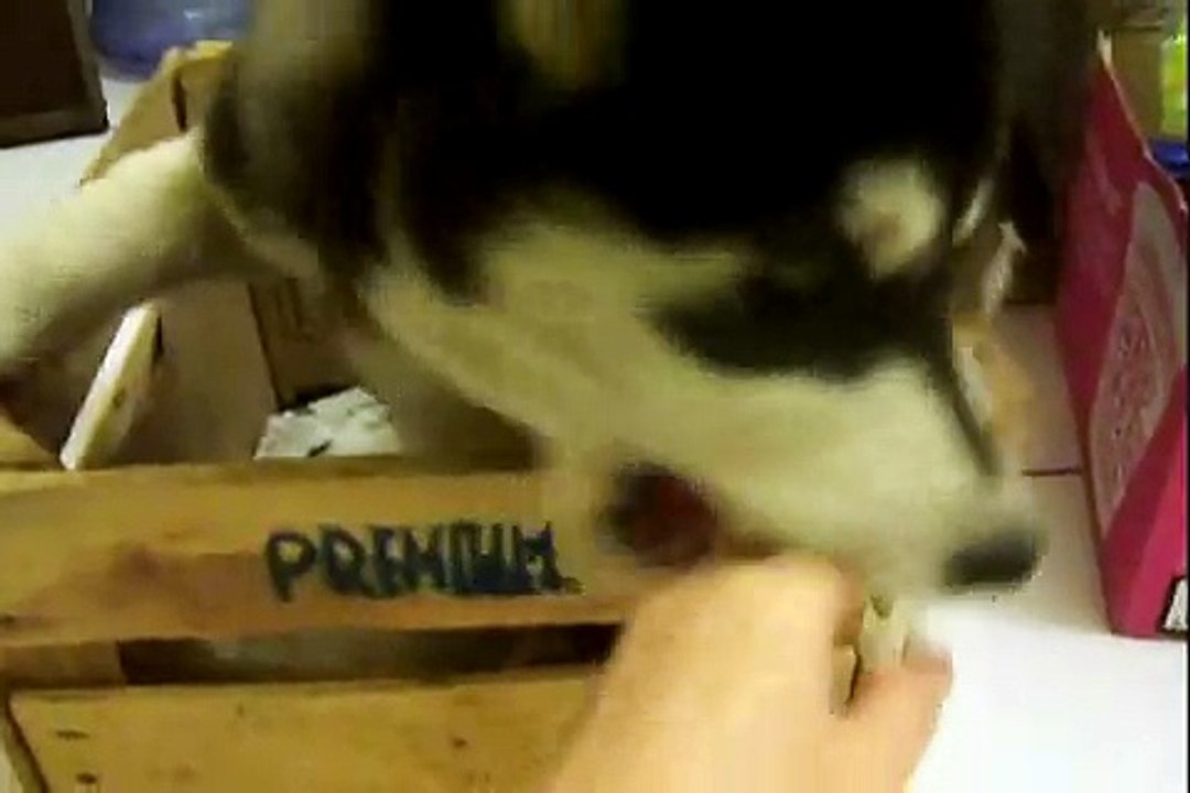 pelea de perros - dogs fight- siberian husky