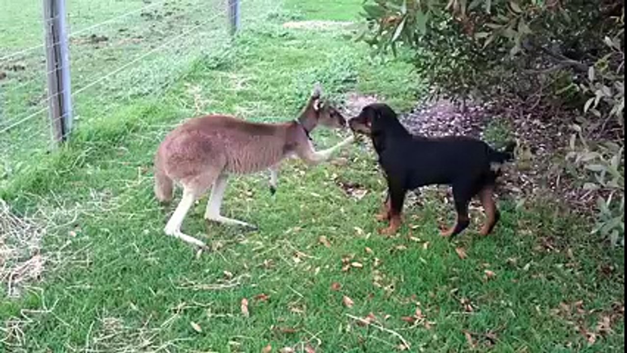 Les deux plus improbable des amis!