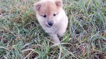 Very Long Shiba Inu Puppy Video
