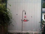 Hummingbirds swarm feeder at Vaden house