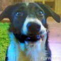 Funny face - Border collie - we are talking border collies