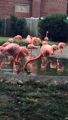 Flamencos @ Washington DC Zoo