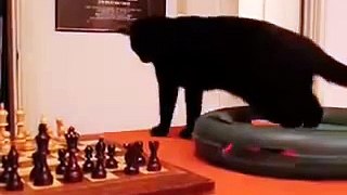 Clips of a Kitten: Kitten likes chess.