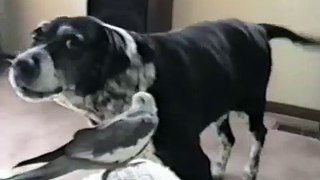 dog behaves strangly in front of the bird
