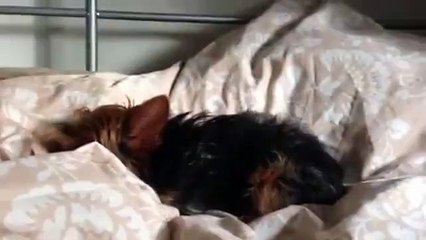 Cute Dog Misses His Owner