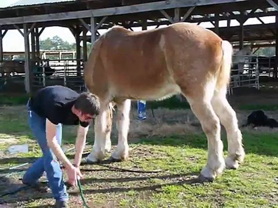Jack - Gentle, Gentle Giant, Belgian - Gelding