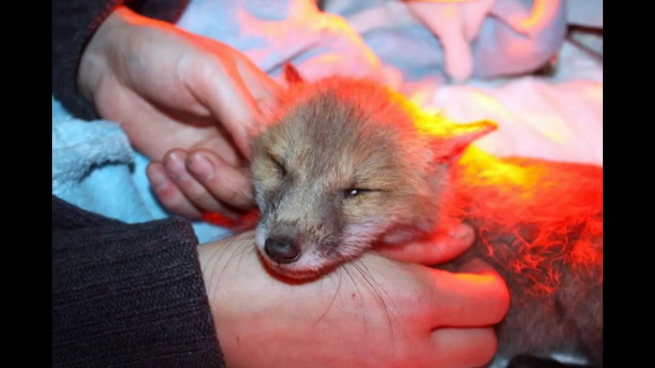Fuchsbabys Aufzucht von Fuchswaisenkinder