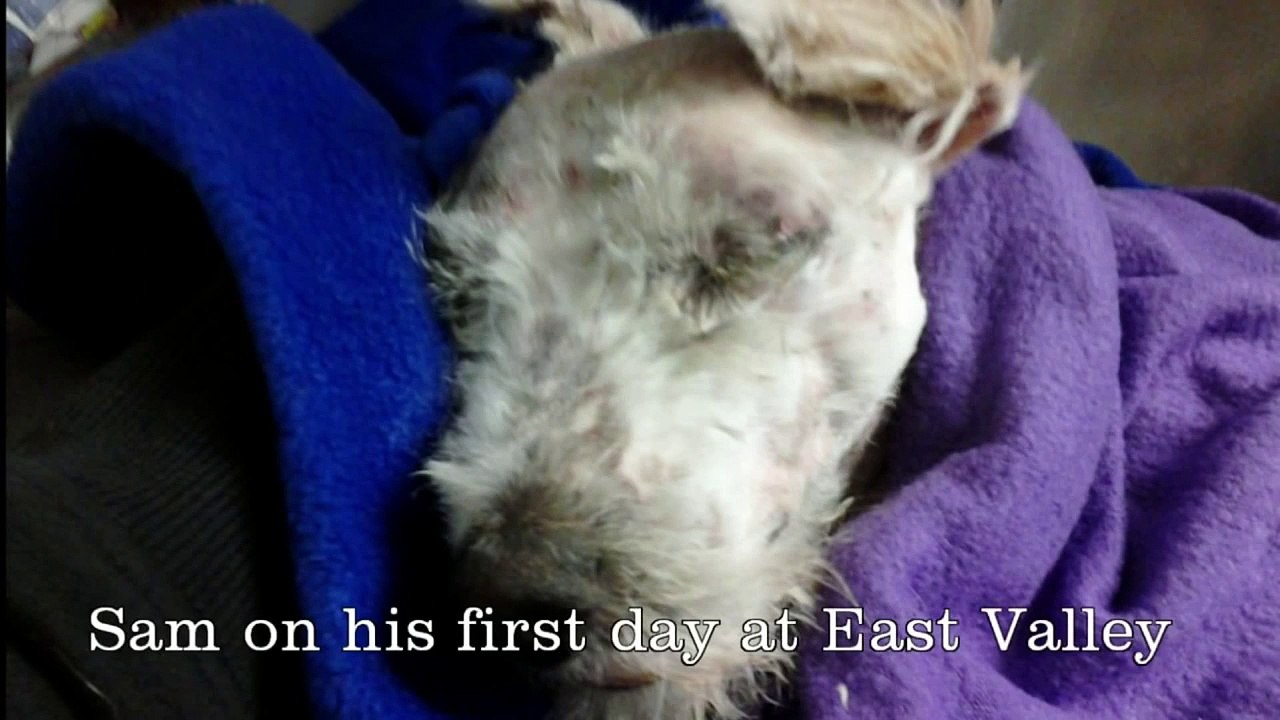 Good Sam video 12 29 2014