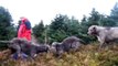 Irish Wolfhounds & Scottish Deerhounds