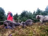 Irish Wolfhounds & Scottish Deerhounds
