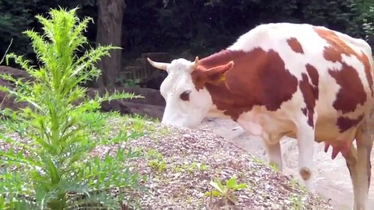 "DES-K2 Rural Development" : Progetto di cooperazione in Kosovo